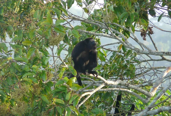 Una scimmia ululatrice riposa su un ramo di fronte alla loggia Canopy Tower, Panama — Foto Stock