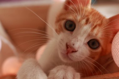 birkaç güzel bir çekim için kamera önünde poz harika küçük kedi.