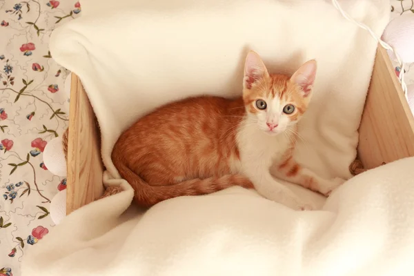 Maravilloso pequeño gato posando delante de la cámara para varios disparos agradables . —  Fotos de Stock