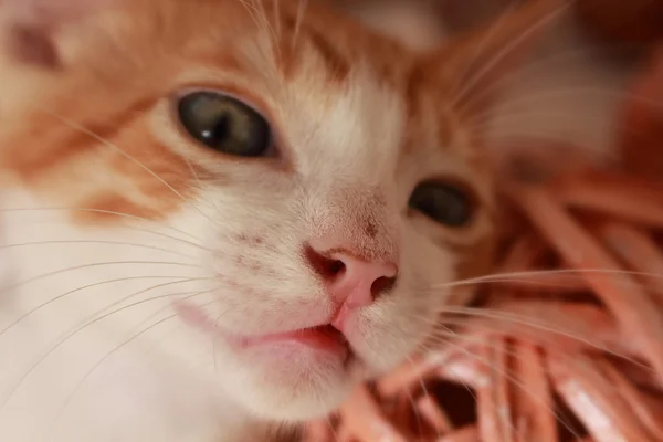 Maravilloso pequeño gato posando delante de la cámara para varios disparos agradables . —  Fotos de Stock