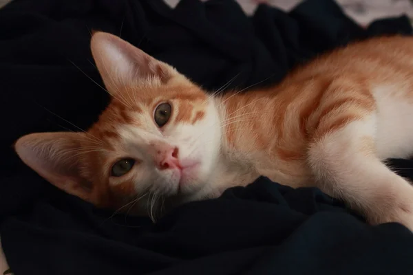 Maravilloso pequeño gato posando delante de la cámara para varios disparos agradables . —  Fotos de Stock