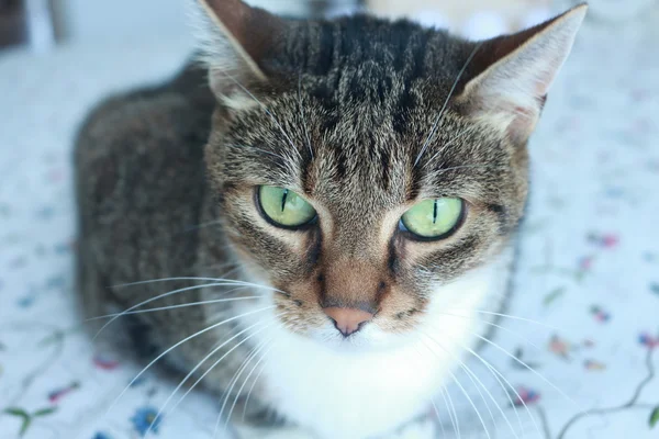 Retrato de una hermosa gata adulta con maravillosos ojos verdes, Barcleona, España . —  Fotos de Stock