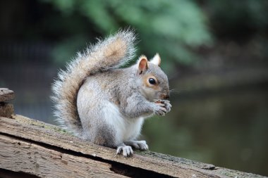 Yalnız bir sincap kendisi eski bir çit, Hyde Park, Londra tepesine gelen turistler izlerken beslemeleri.
