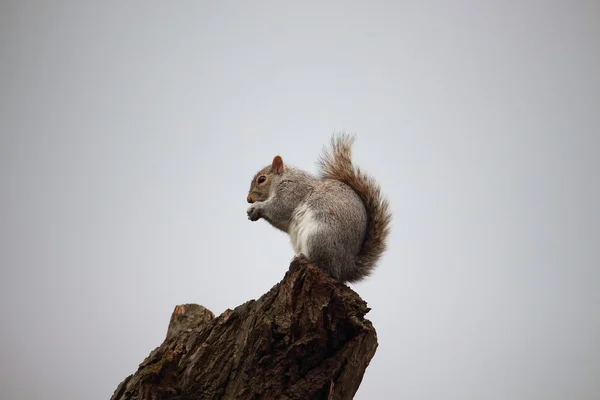 Samotny wiewiórka karmi się oglądając turystów z górnej części starych drzew, Paddington, Londyn. — Zdjęcie stockowe