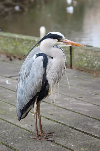 Portrait of a lonely Grey Heron in Hyde Park, London, United Kingdom. — Stock Photo, Image