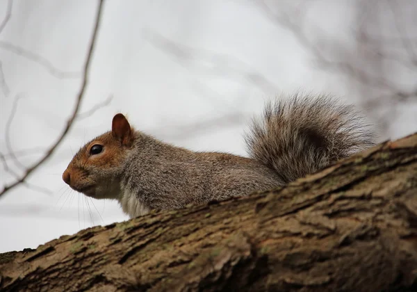 Samotny wiewiórka karmi się oglądając turystów z górnej części starych drzew w londyńskim Hyde Parku,. — Zdjęcie stockowe