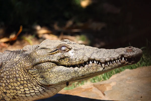 Portrait d'un crocodile mâle nile reposant près du bord de la rivière à Louxor, Égypte — Photo