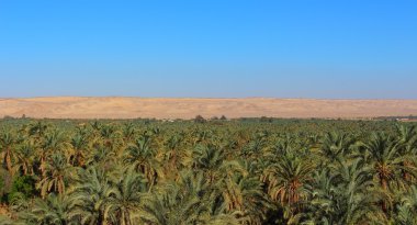 Main view of the palm tree oasis with the desert mountains on background, Farafra, Egypt. clipart