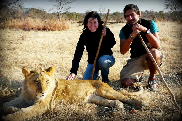 Un par de adultos jóvenes caminan con leones contribuyendo a un programa local de reserva de vida silvestre cerca de las Cataratas Victoria en Zimbabwe . —  Fotos de Stock