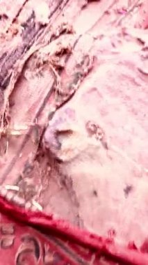 Bedevilerin üzerinde dinlenen beyaz bir kadın, antik Petra kentindeki Unesco Dünya Mirasları Bölgesi 'nin yedi harikasından biri olan Hazine veya El-Hazine' nin hemen üzerindeki bakış açısına sahip..