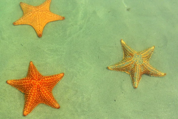 Weergave van drie kleurrijke zeesterren in playa Estrella, Panama. — Stockfoto