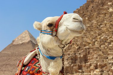 Giza piramitleri yumuşak zemin üzerine ile bir Afrika deve portre
