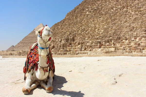 Retrato de un camello africano con las pirámides de Giza sobre fondo suave — Foto de Stock