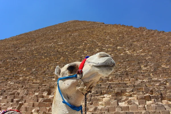 Portrait d'un chameau africain avec les pyramides de Gizeh sur fond doux — Photo