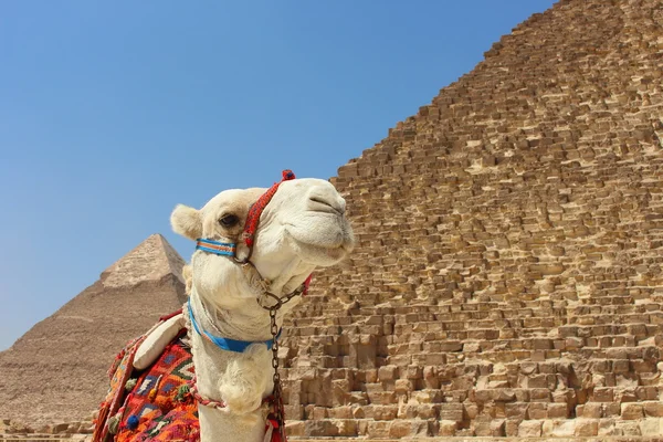 Porträt eines afrikanischen Kamels mit den Pyramiden von Giza auf weichem Hintergrund — Stockfoto