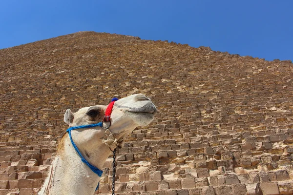 Portret van een Afrikaanse kameel met de piramides van Gizeh op zachte achtergrond — Stockfoto