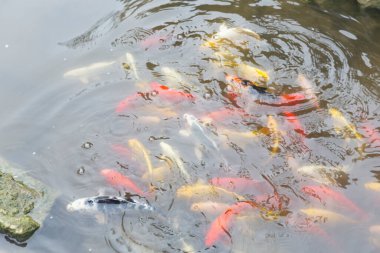 Renkli koi sazan balığı gölette yüzer