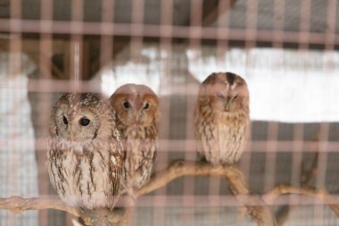 Hayvanat bahçesindeki kafeste sevimli baykuşlar