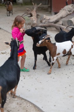 Sevimli küçük kız hayvanat bahçesinde keçileri besliyor.