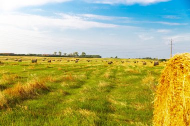 Samandan balyalarla kendi buğday tarlam