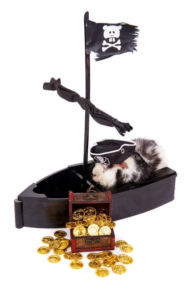 Cute Guinea Pig Pirate Hat Treasure Chest Ship — Stock Photo, Image