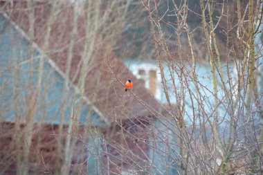 Köydeki bir ağaçtaki ispinoz kuşu