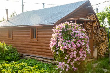 Clematis çalılığı kır bahçesinde çiçek açıyor.