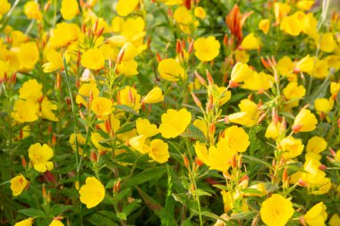 Bahçedeki güzel sarı çiçekler