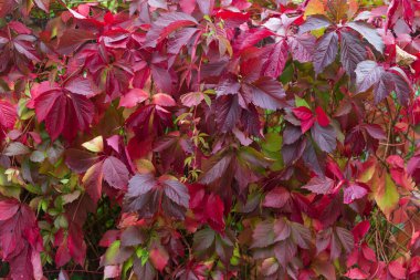 Sonbahar kırmızı üzüm yapraklarından oluşan bir duvar.