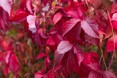 Sonbahar kırmızı üzüm yapraklarından oluşan bir duvar.