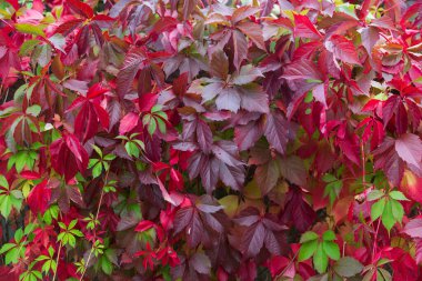 Sonbahar kırmızı üzüm yapraklarından oluşan bir duvar.