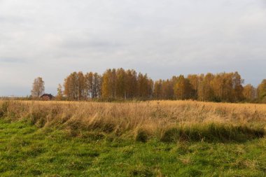 Kırsalda sonbahar doğası. Sarı orman ve çayır