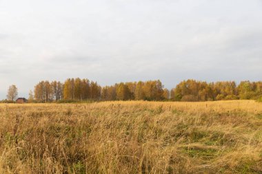 Kırsalda sonbahar doğası. Sarı orman ve çayır