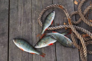 Göl kıyısındaki ahşap iskelede bir levrek avı.