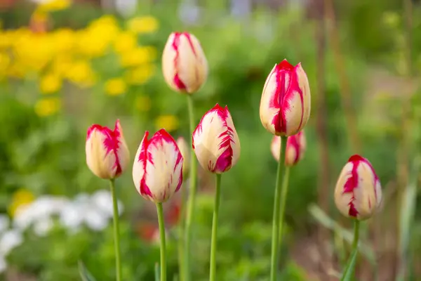 Néhány Virágzó Tulipán Tavaszi Parkban — Stock Fotó