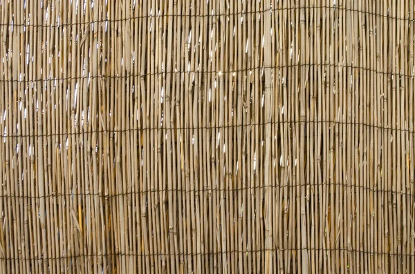 Reed staket med solen Royaltyfria Stockbilder