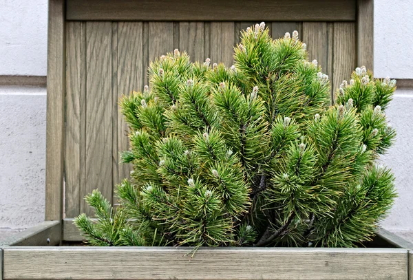 Abeto de jardim — Fotografia de Stock