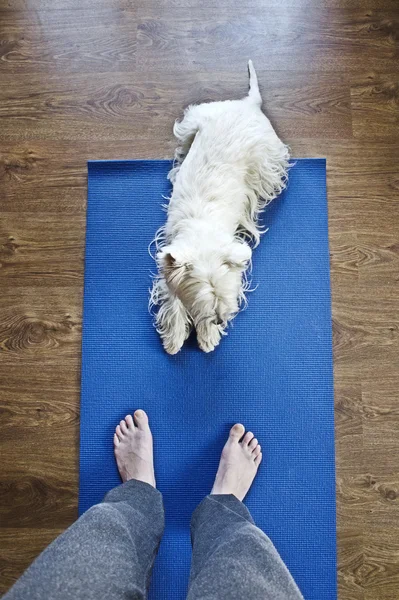 Yoga minderinde köpek
