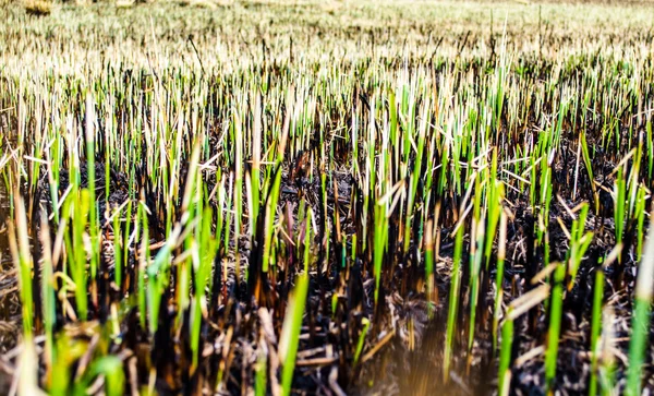 Yanık alan bazı kalıntılar yeşil çimen ile. Doğa arka plan