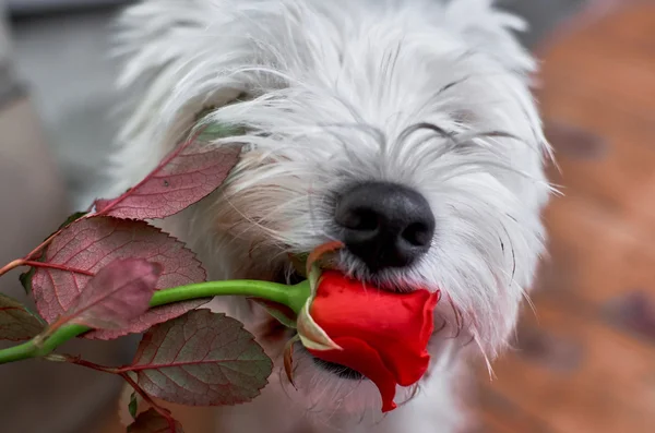 Sevimli beyaz köpek ağzında gül desenli