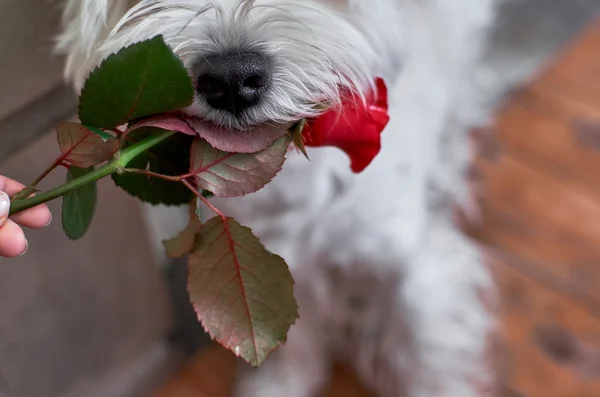 Schattige witte hond met roos in zijn mond Rechtenvrije Stockfoto's