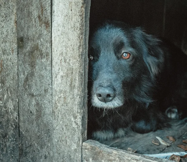 Refugio para animales. Miserable perro esperando a su amo Fotos De Stock Sin Royalties Gratis