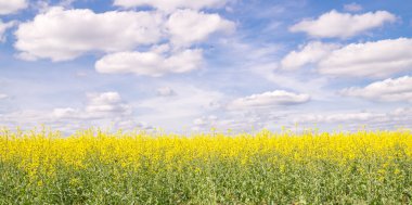Kolza tohumu tarlası ve mavi gökyüzü