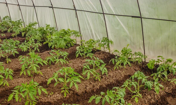 Plántulas jóvenes de tomate en el invernadero en primavera Fotos De Stock Sin Royalties Gratis