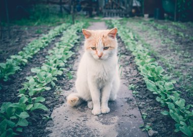 Üzgün kırmızı kedi