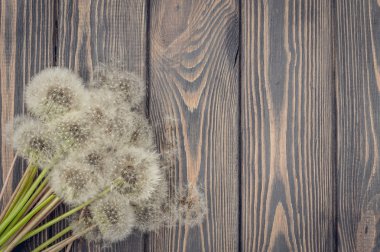 Kabarık dandelions ve doğal ahşap