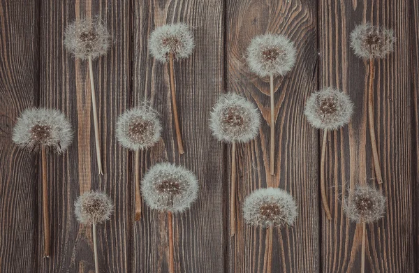 Textura floral en estilo rústico. Dientes de león y madera —  Fotos de Stock