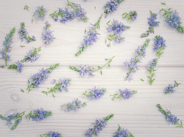 Blaues Feld Kornblumen und weißem Holz Hintergrund — Stockfoto
