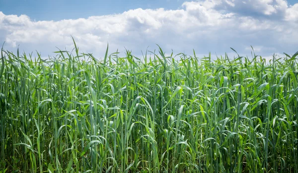 Tarweveld en blauwe lucht — Stockfoto