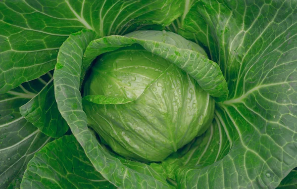 Свежие органические продукты. Голова зеленой капусты — стоковое фото